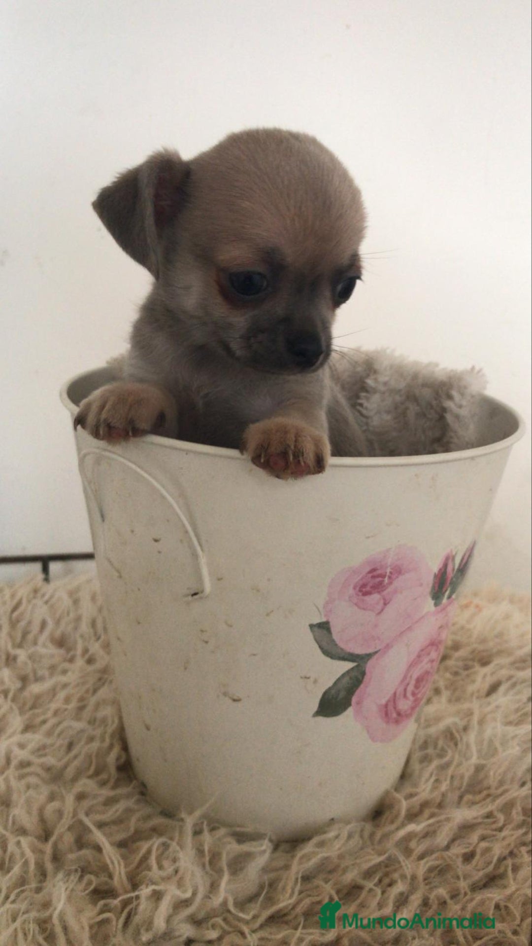 Chihuahua perros en venta: Cachorritos chihuahua  - Anuncio 4