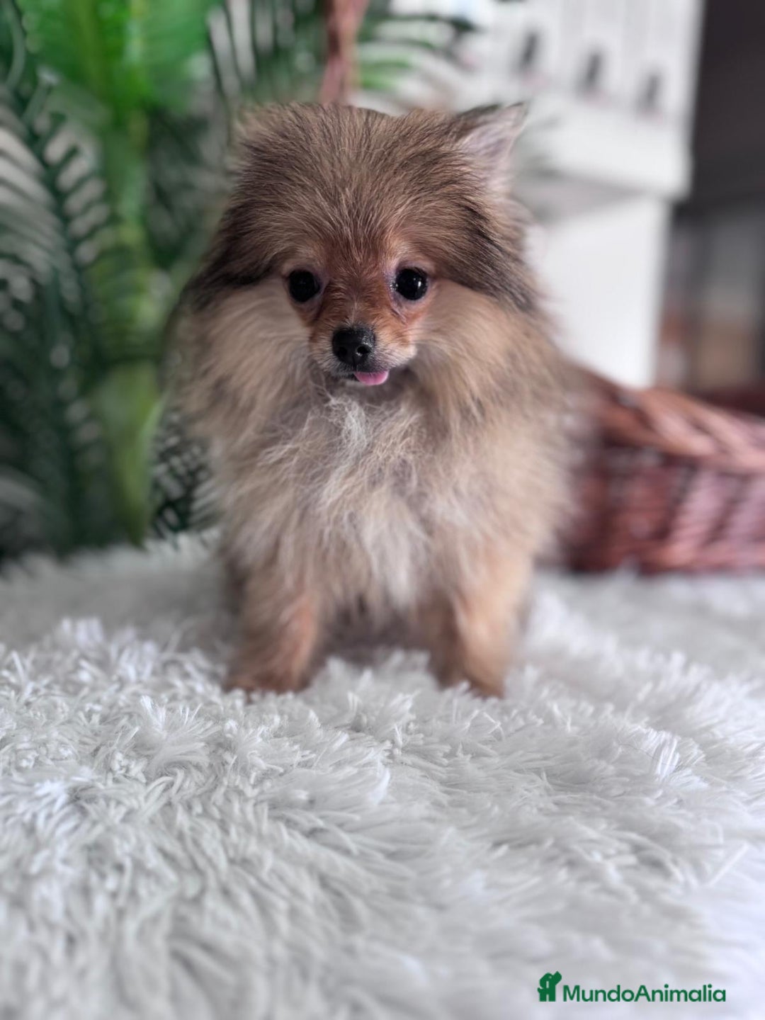 Pomerania perros en venta: POMERANIA HEMBRA MUY PEQUEÑITA - Imagen 13