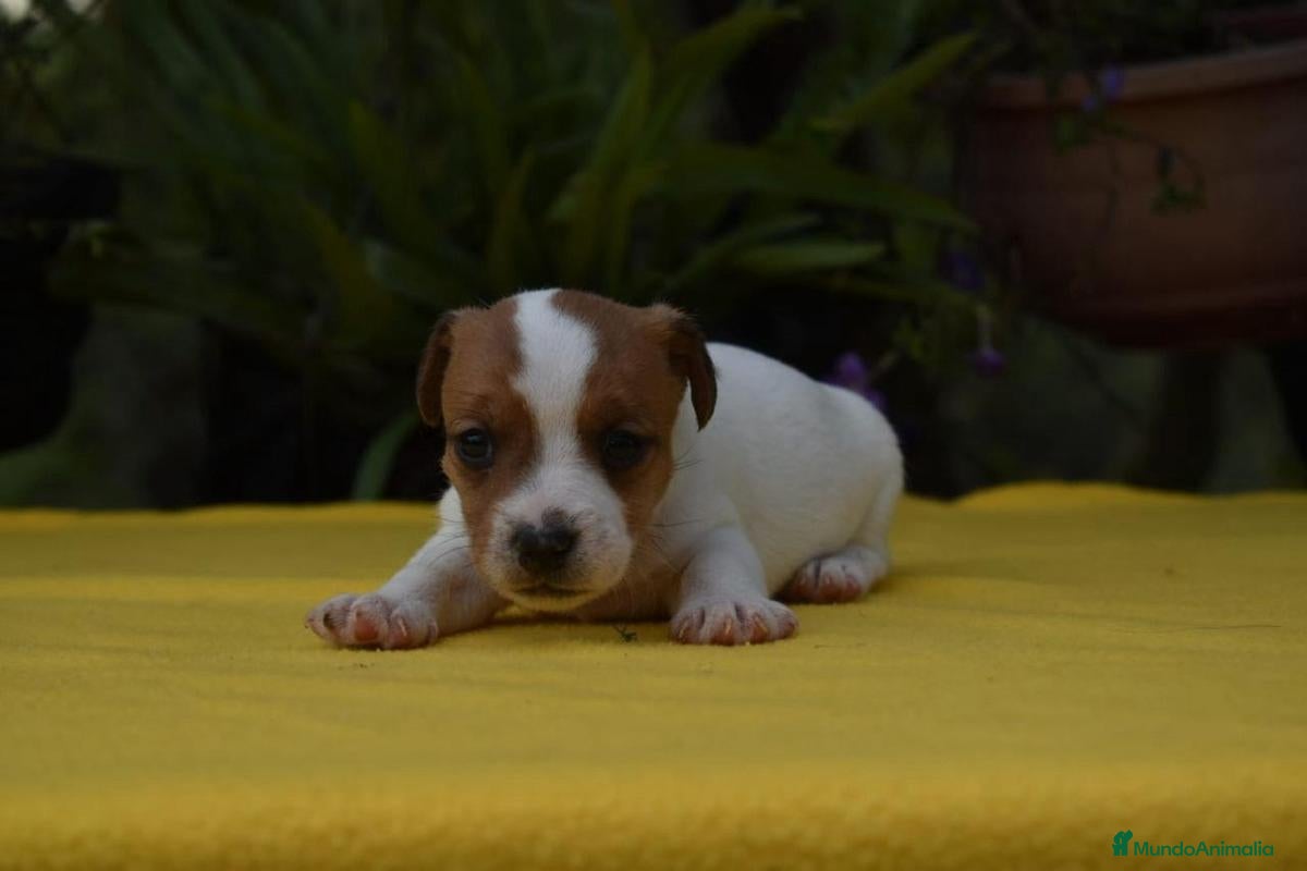 Jack Russell Terrier perros jack russell terrier listos para entregar ! ! - Anuncio 1
