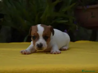 Jack Russell Terrier perros jack russell terrier listos para entregar ! ! - Anuncio 1