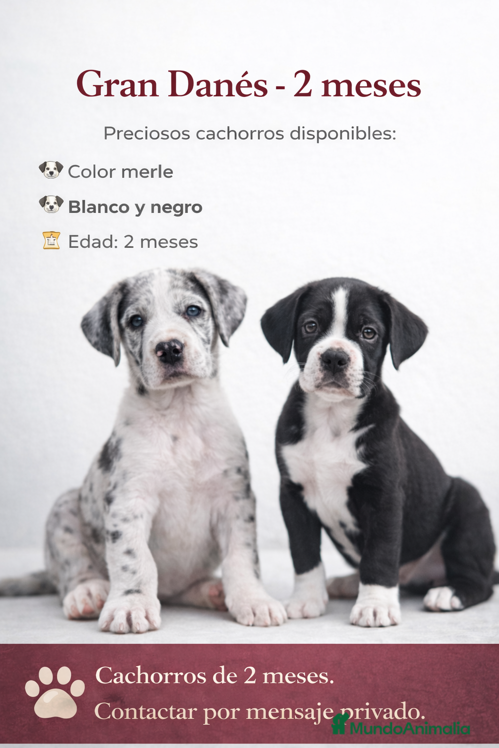 Dogo Alemán perros GRAN DANES, DOGO ALEMAN💯 - Anuncio 1