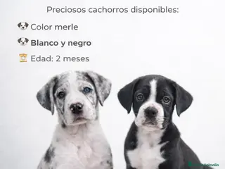 Dogo Alemán perros GRAN DANES, DOGO ALEMAN💯 - Anuncio 1