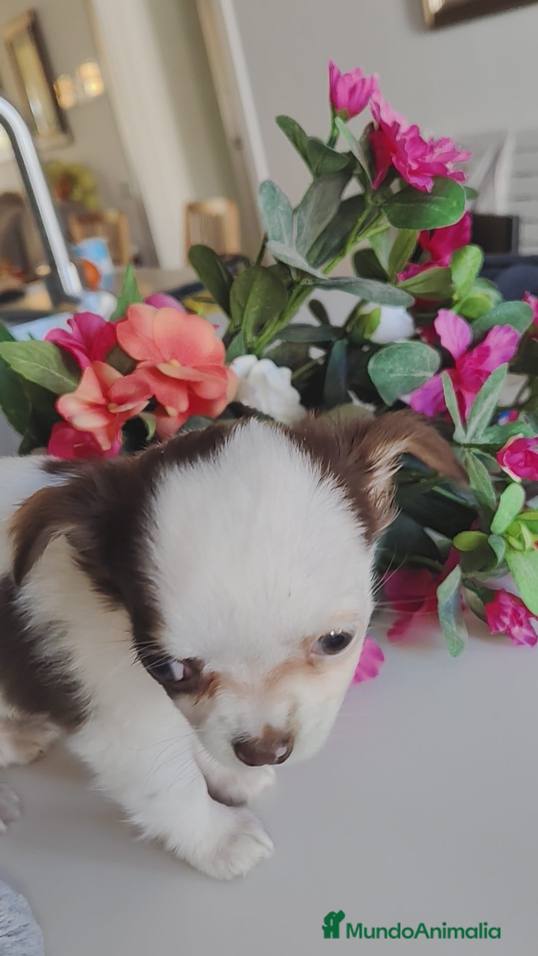 Chihuahua perros en venta: Hembra chihuahua pelo largo  - Anuncio 5