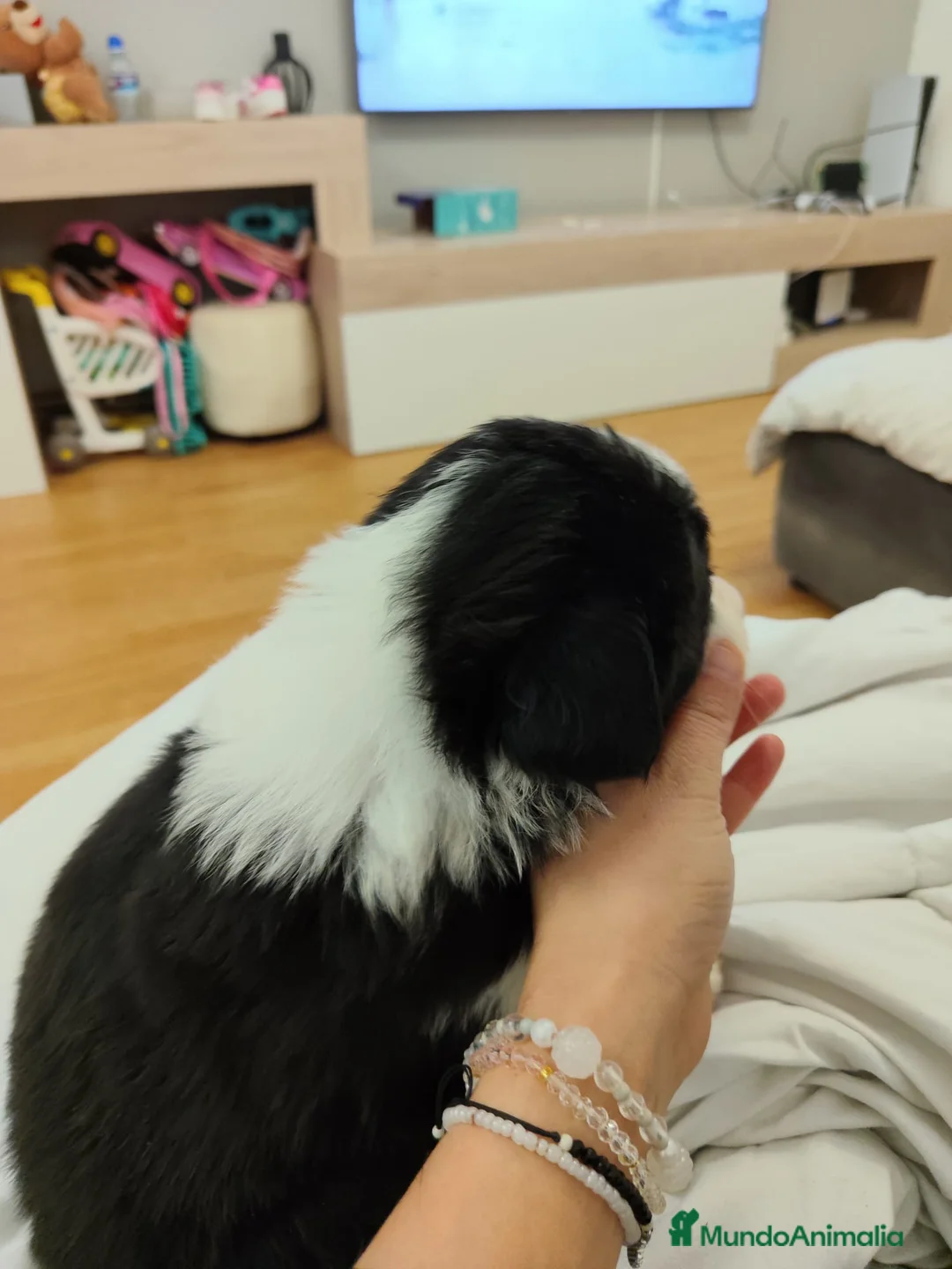 Border Collie perros en venta: Cachorros de Border Collie machos y hembras - Anuncio 2