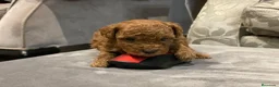Caniche Toy perros en venta: caniche toy - Anuncio 1