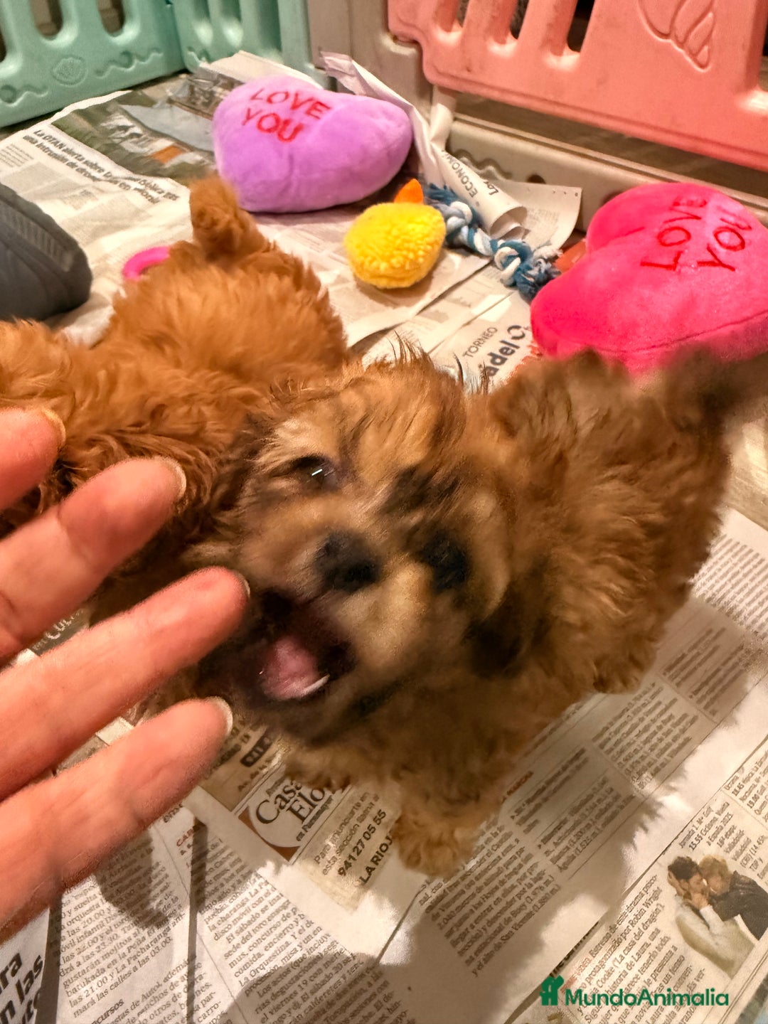 Shihpoo perros en venta: Preciosos ShihPoos de varios colores - Imagen 5
