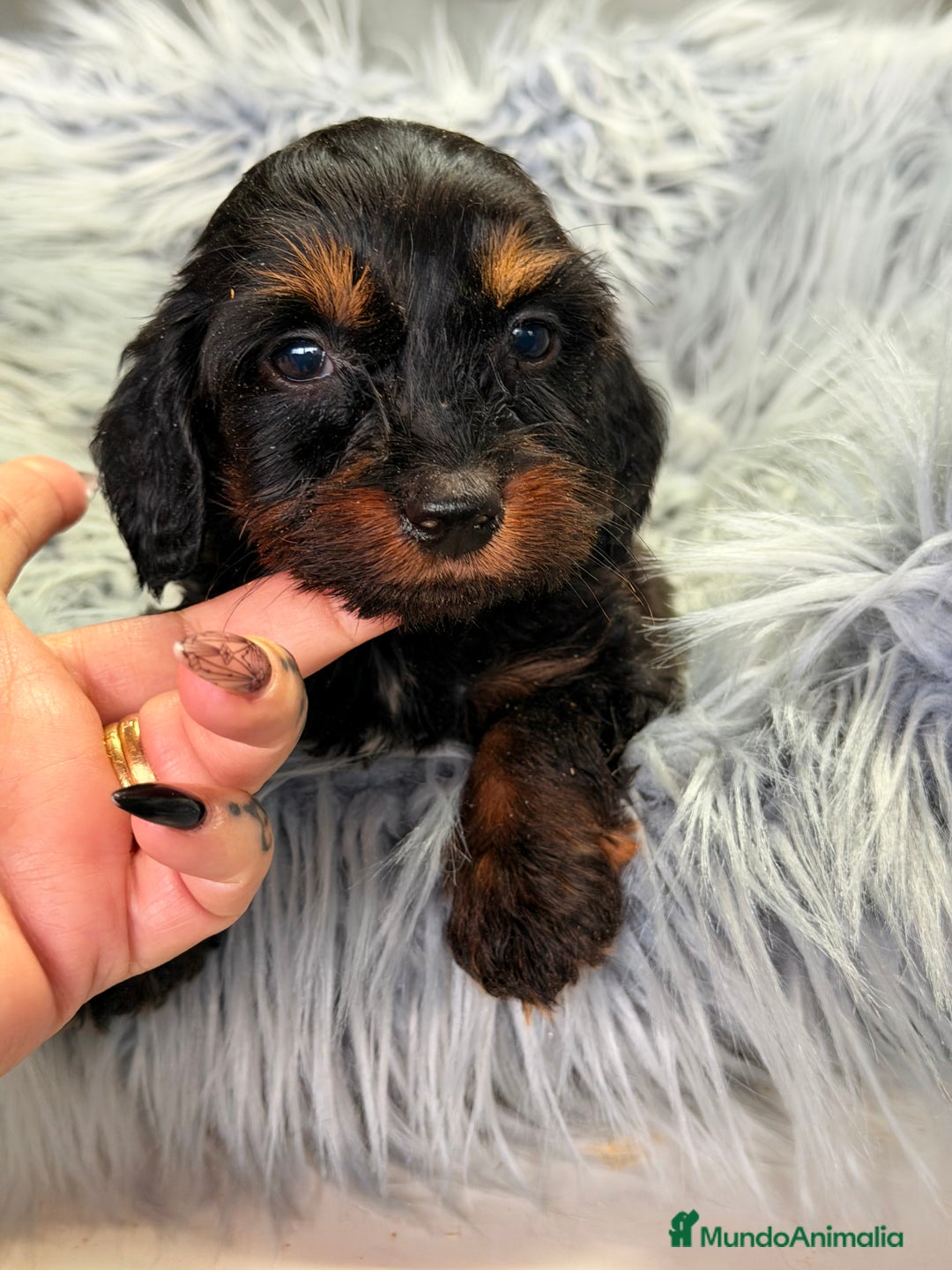 Teckel Miniatura perros en venta: Teckel pelo largo Kaninchen  - Anuncio 4