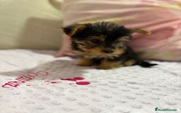 Yorkshire Terrier perros en venta: Yorkshire toy - Imagen 15
