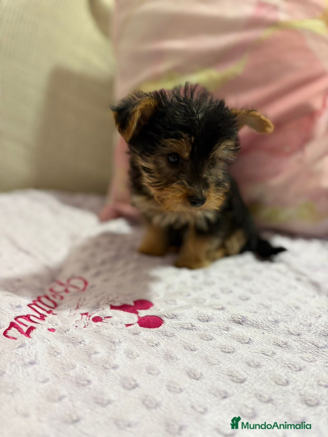 Yorkshire Terrier perros en venta: Yorkshire toy - Imagen 15