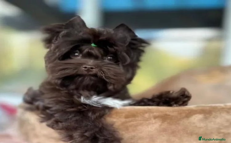 Yorkshire Terrier perros - Anuncio 11