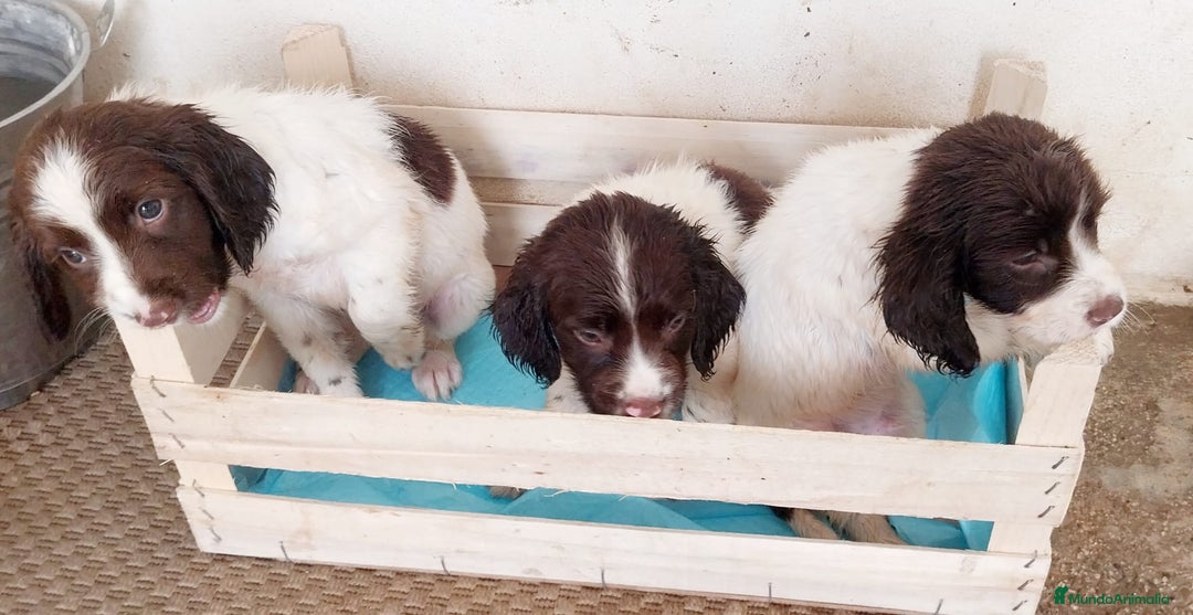 English Springer Spaniel perros en venta:  Cachorros de Springer Spaniel ingles - Imagen 2