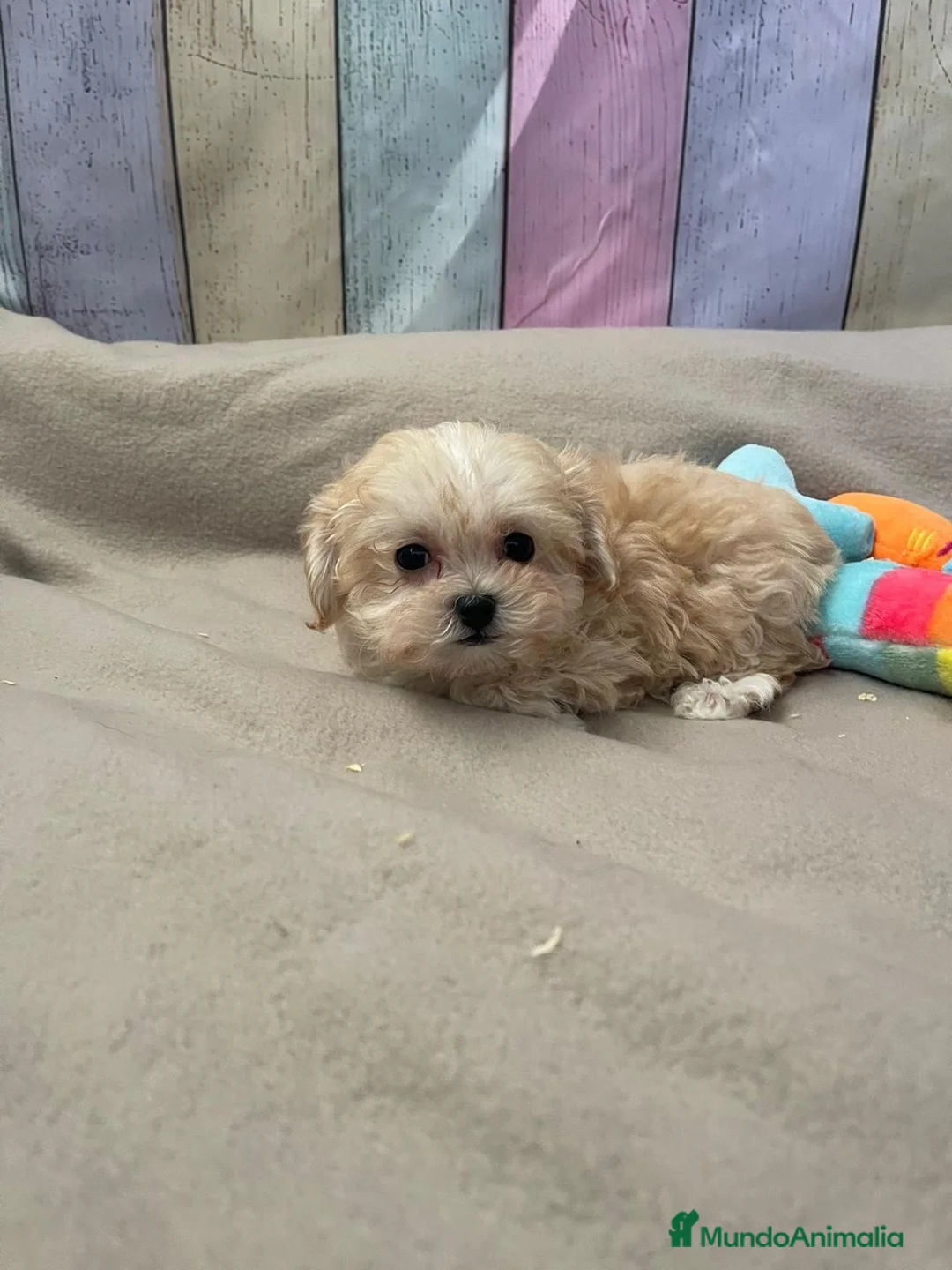 Maltipoo perros en venta: Maltipoo - Anuncio 2