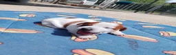 Jack Russell Terrier perros en venta: Jack Russell Puppies 🐶 - Anuncio 6