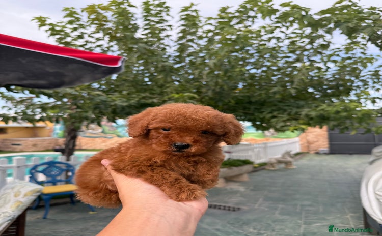 Caniche Toy perros - Anuncio 10