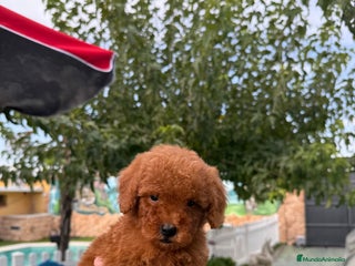 Caniche Toy perros - Anuncio 4