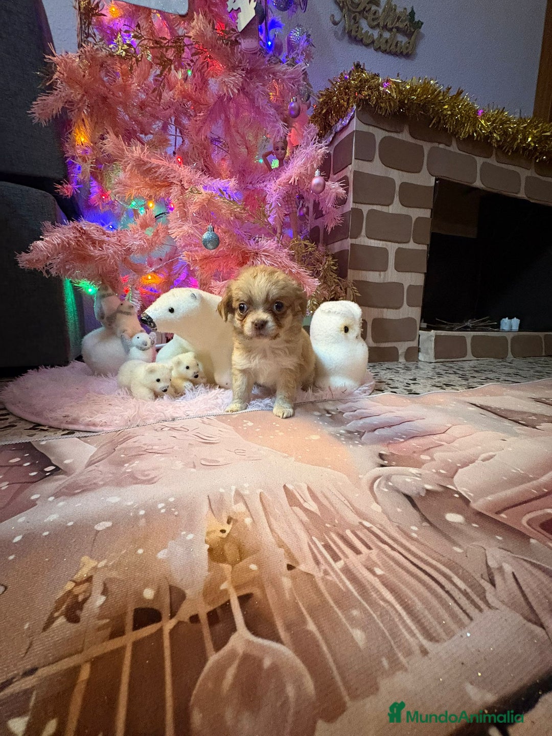 Chihuahua perros en venta: Chihuahua toy pelo largo  - Anuncio 12