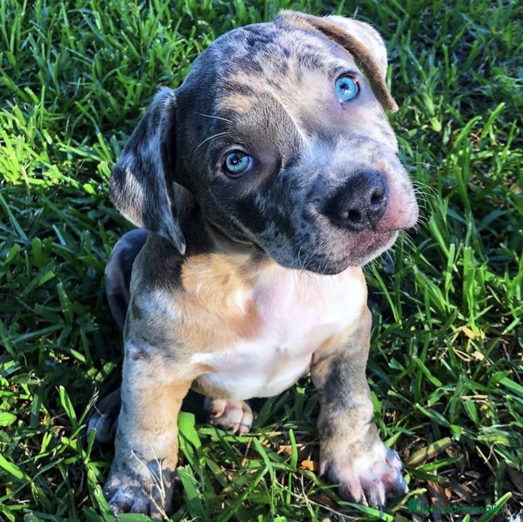 American Pit Bull Terrier perros en venta: AMERICAN PITBULL EXCELENTES CACHORROS  en Sevilla - Anuncio 4