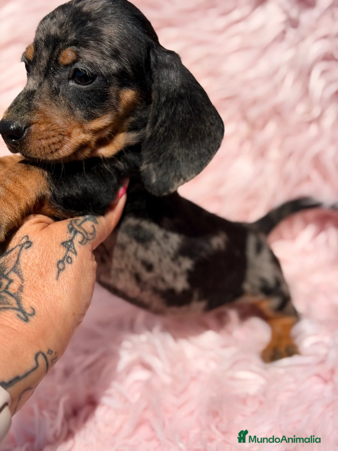Teckel Miniatura perros en venta: Teckel mini arlequin Blue  - Anuncio 1