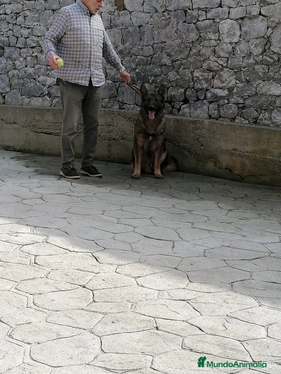 Raza Mixta perros en venta: Cachorros de li neas checas y pastor molinois - Anuncio 2