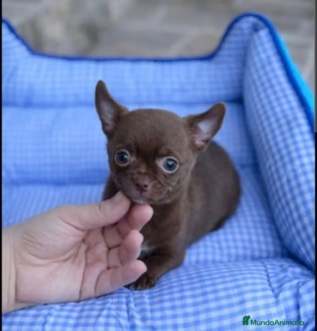 Chihuahua perros en venta: ‼️‼️PRECIOSA CHIHUAHUA HEMBRA CHOCOLATE - Anuncio 1
