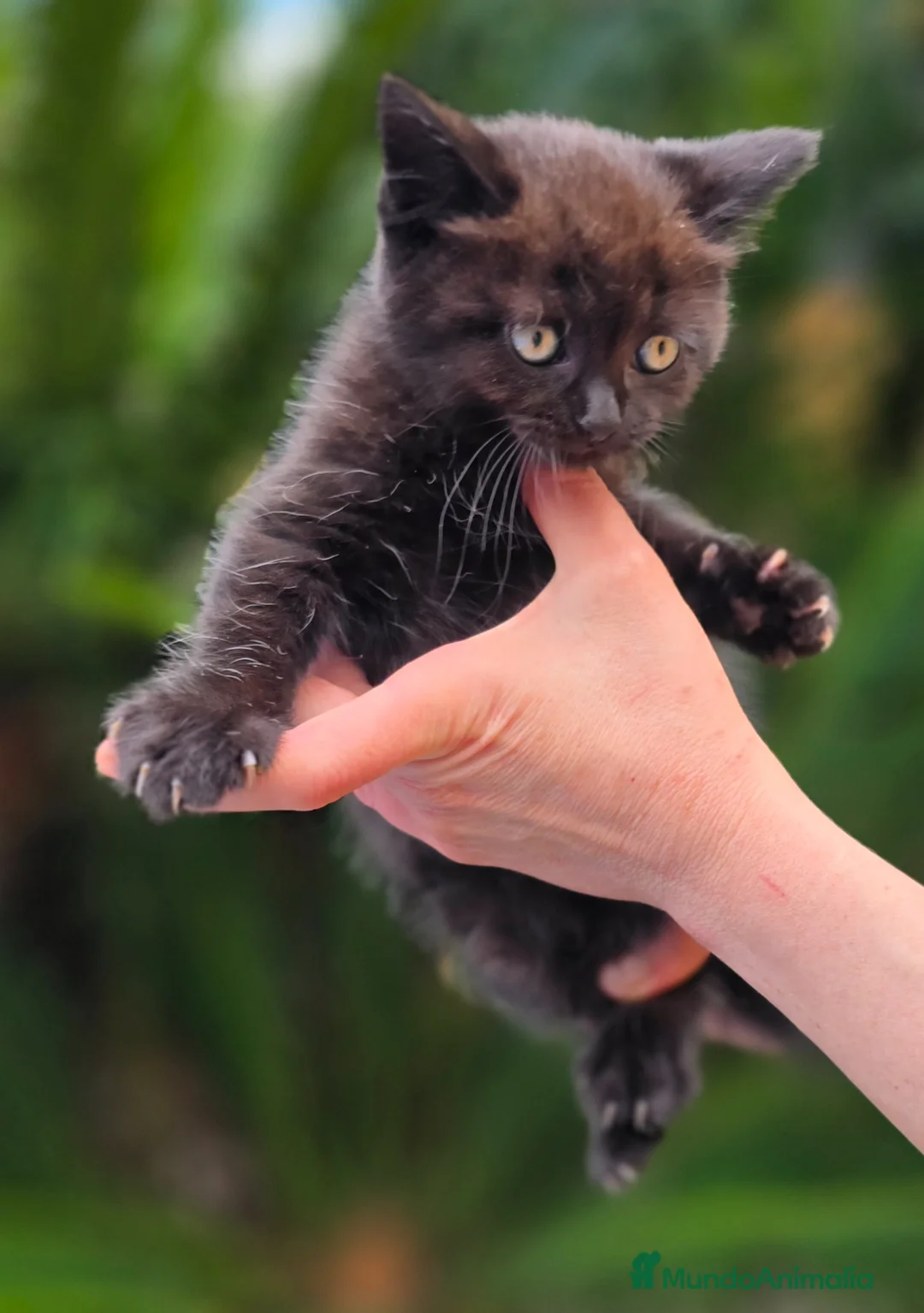 Británico de Pelo Corto gatos en venta: Gatcot.com - Anuncio 7