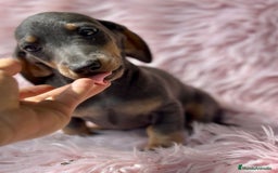 Teckel Miniatura perros en venta: TECKEL MINIATURA CAMADA DISPONIBLE - Imagen 4