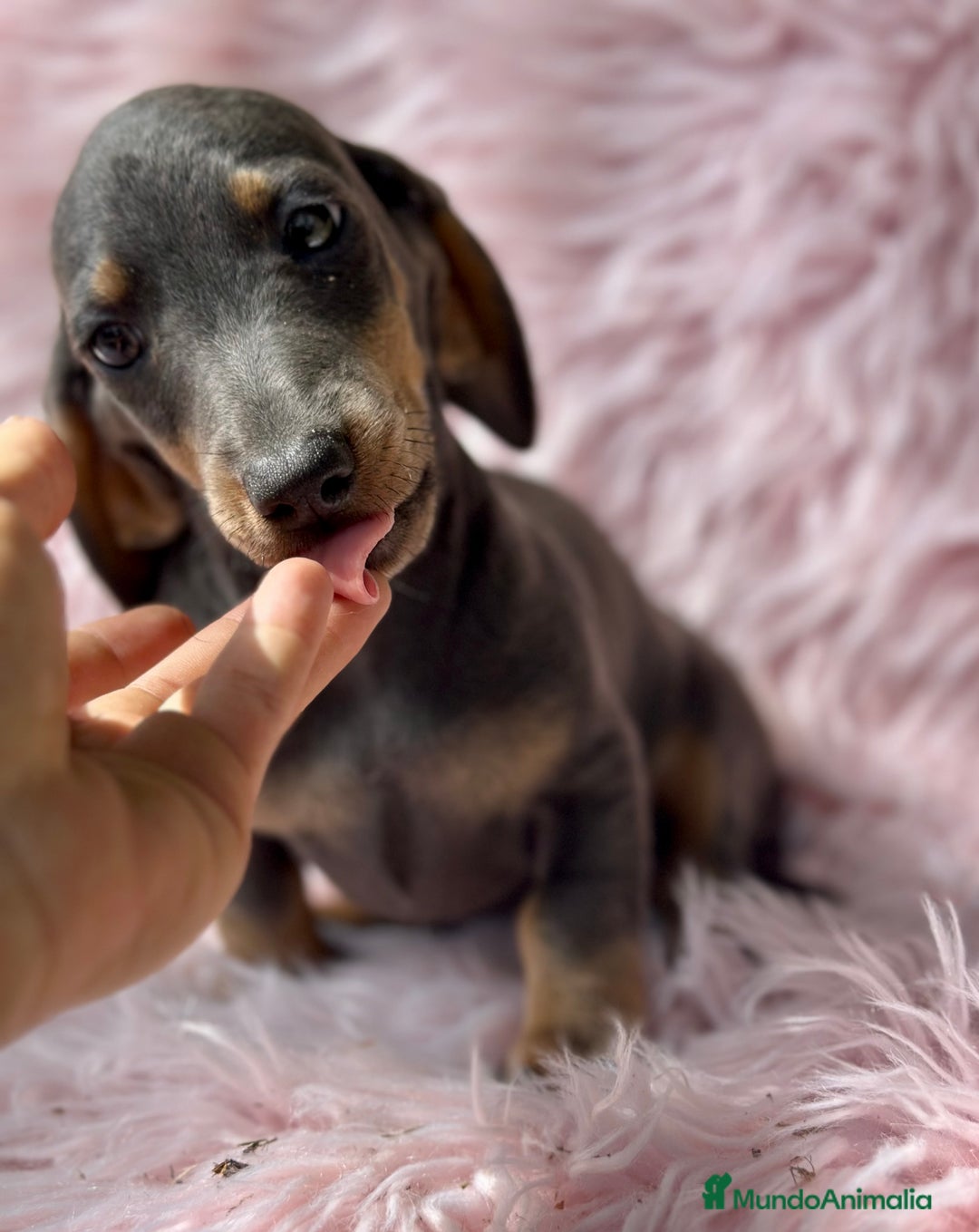 Teckel Miniatura perros en venta: TECKEL MINIATURA CAMADA DISPONIBLE - Imagen 4
