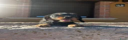 Teckel Miniatura perros en venta: Teckel pelo duro  - Anuncio 2