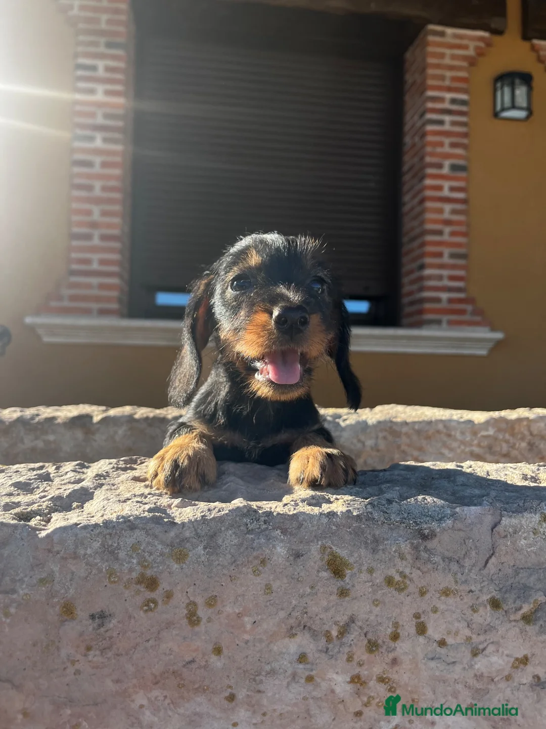 Teckel Miniatura perros en venta: Teckel pelo duro  - Anuncio 2