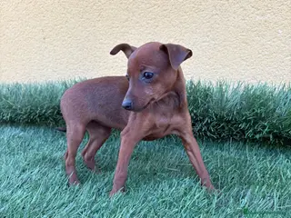 Pinscher Miniatura perros Pinscher miniatura o mini pinscher toy hembra - Anuncio 18