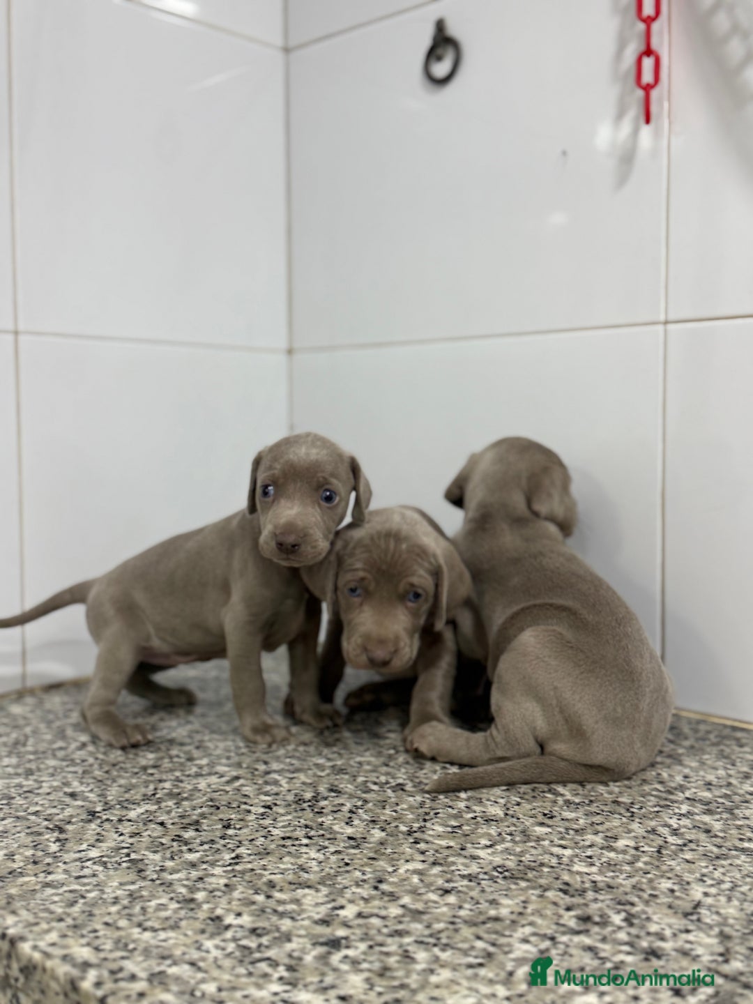 Weimaraner perros en venta: Cachorros Bravo de Weimar 600€ PRECIO REAL - Anuncio 3
