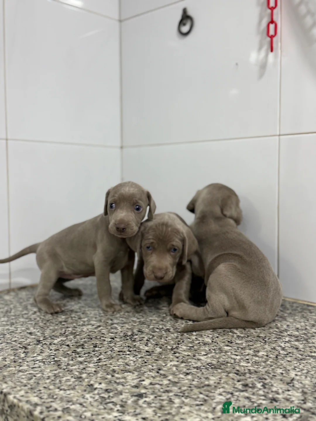 Weimaraner perros en venta: Cachorros Bravo de Weimar 450€ PRECIO REAL - Anuncio 3