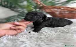 Caniche Toy perros en venta: CANICHE TOY MACHO - Anuncio 8