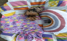 Chihuahua perros en venta: Chihuahua Machito merle toy - Imagen 9