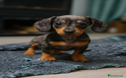 Teckel Miniatura perros en venta: 🐾 Curry & Molly – Teckel miniatura exóticos 🌟💛 - Anuncio 1