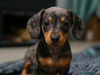 Teckel Miniatura perros 🐾 Curry & Molly – Teckel miniatura exóticos 🌟💛 - Anuncio 1