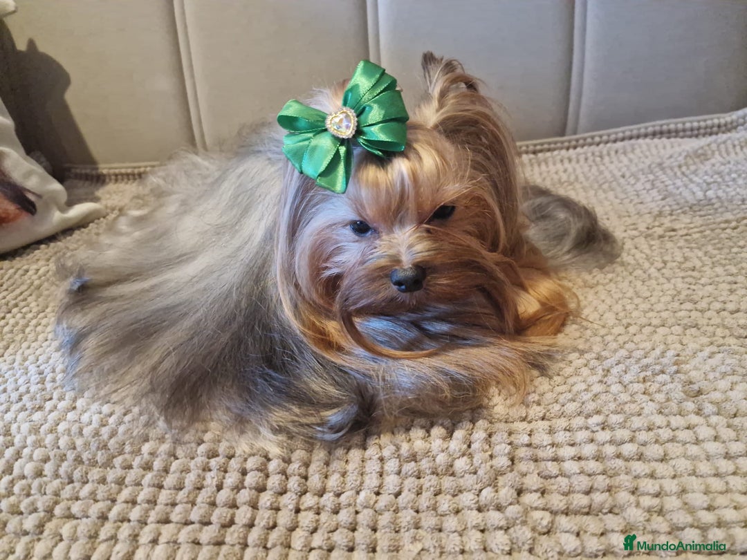 Yorkshire Terrier perros en venta: Camada yorkshire terrier - Anuncio 10