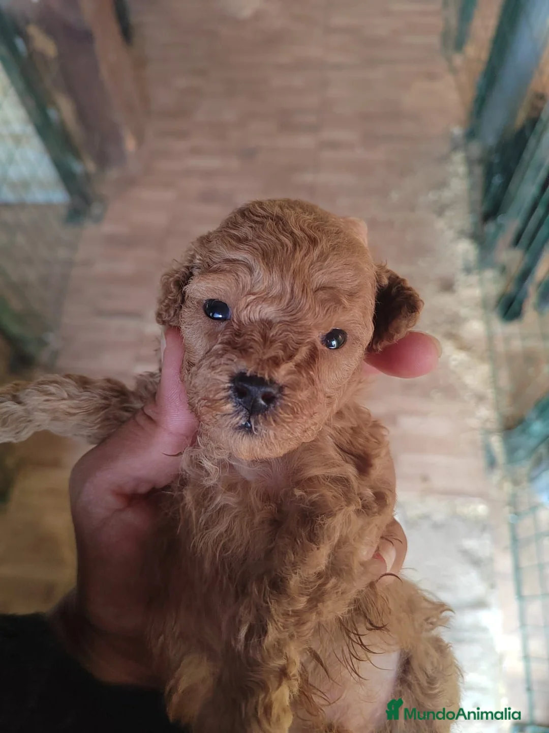 Caniche Toy perros en venta: Caniches Toys Rojos y Negros - Anuncio 1