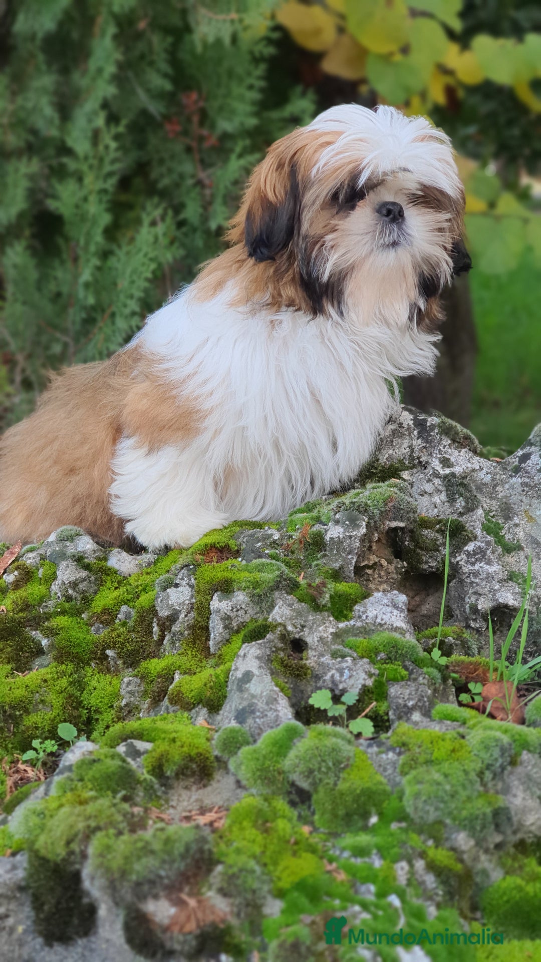 Shih Tzu perros en venta: Shit tzu de 5 meses disponible!! - Imagen 4