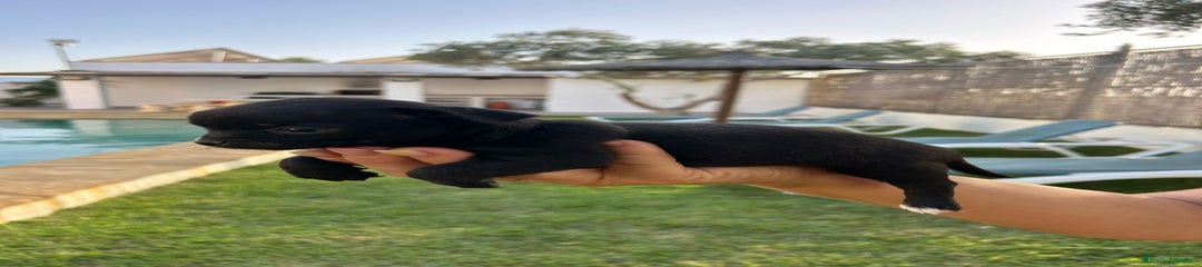 Chihuahua Cachorro 3
