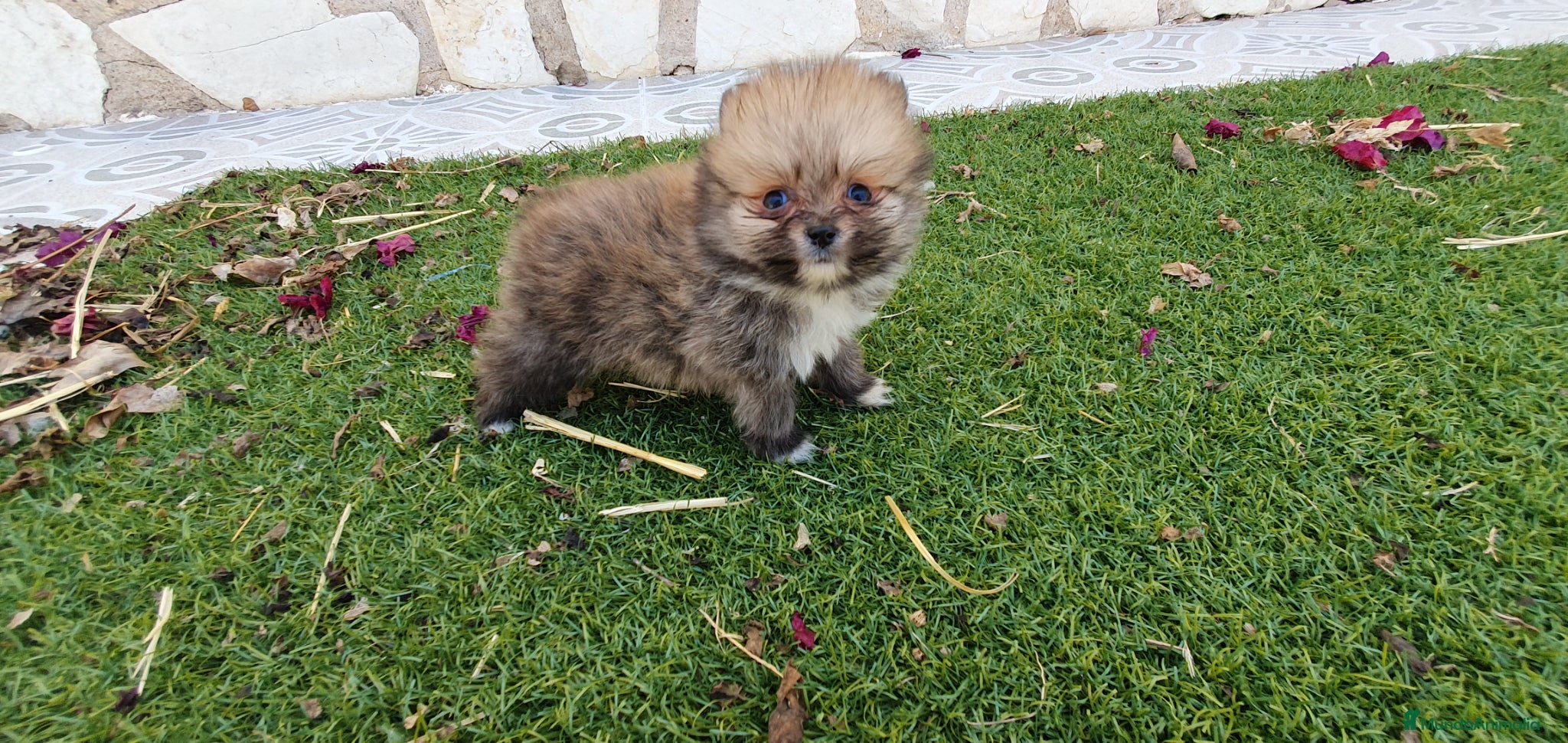 Pomerania perros Pomerania Toy Top  - Anuncio 1