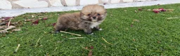 Pomerania perros en venta: Pomerania Toy Top  - Anuncio 1