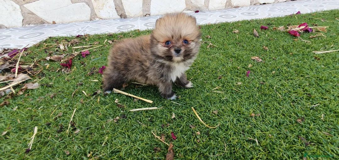 Pomerania perros en venta: Pomerania Toy Top  - Anuncio 1