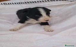 Border Collie perros en venta: Border collie  - Imagen 14