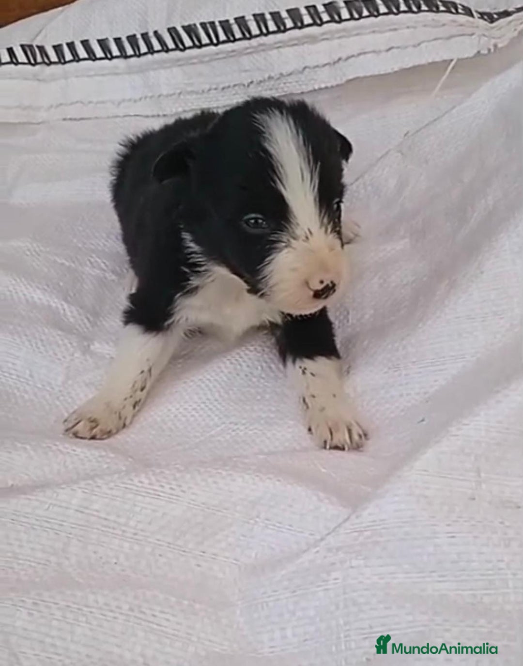 Border Collie perros en venta: Border collie  - Imagen 14