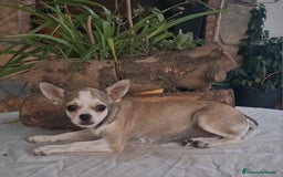 Chihuahua perros en venta: Chihuahua en adopción  - Imagen 1