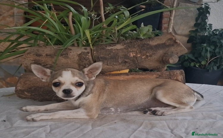 Chihuahua perros - Propaganda 13