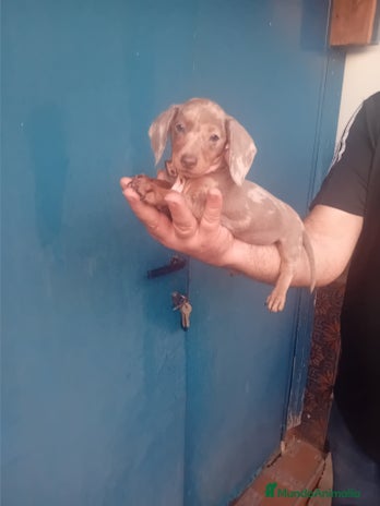 Teckel Miniatura perros ‼️hembritas de teckel kaninchen - Anuncio 1