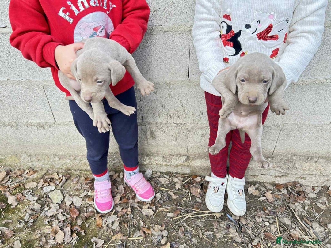 Weimaraner perros en venta: Disponible dos hembras de Braco de Weimar. - Anuncio 6