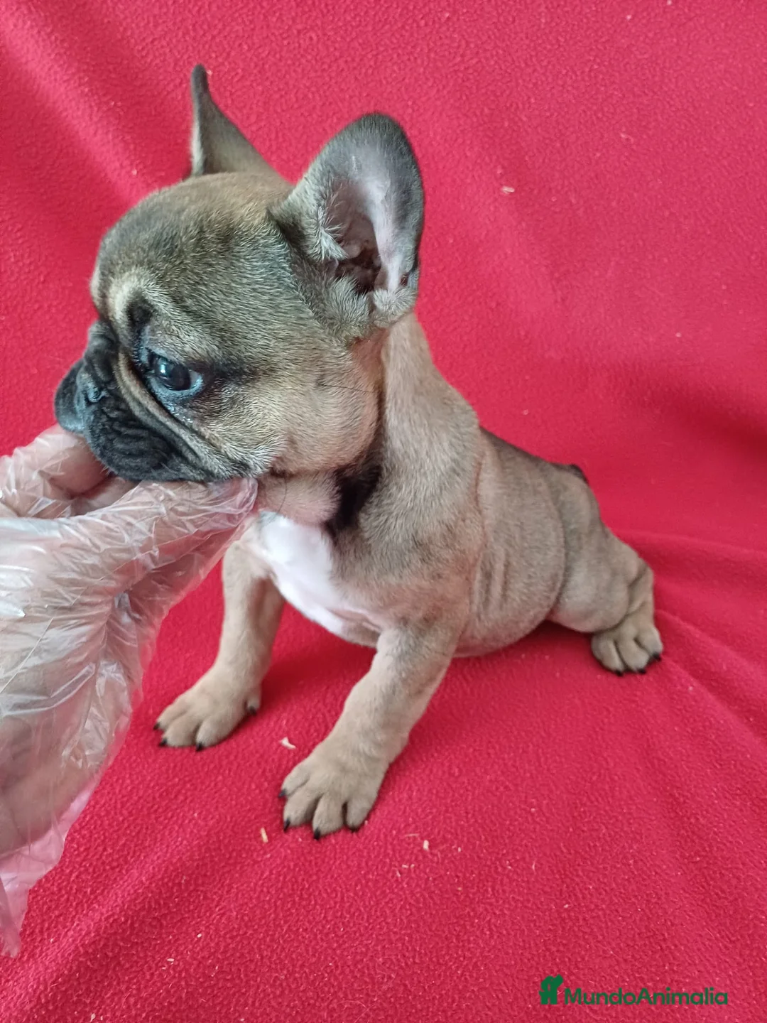 Bulldog Francés perros en venta: Bulldog Francés  - Anuncio 2